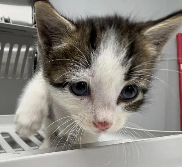 A baby small-sized male Domestic Short Hair cat named Pen Kyle for adoption in Lawrenceville, GA