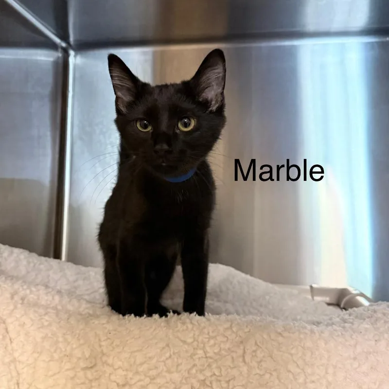 A baby small-sized male Black Domestic Short Hair cat named Marble for adoption in Knoxville, TN