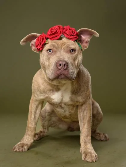A young medium-sized female Pit Bull Terrier dog named Lunalee for adoption in Atlanta, GA