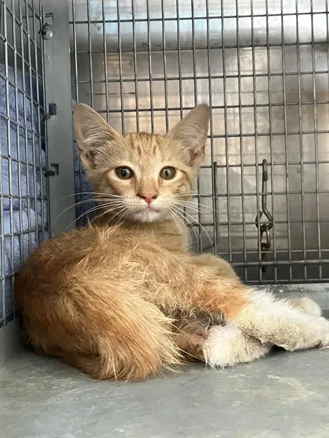 A baby small-sized male Domestic Short Hair cat named Eagle for adoption in Dallas, TX