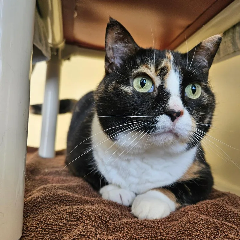 An adult large-sized female Calico Domestic Short Hair cat named Mamma Mia for adoption in Harrisonburg, VA