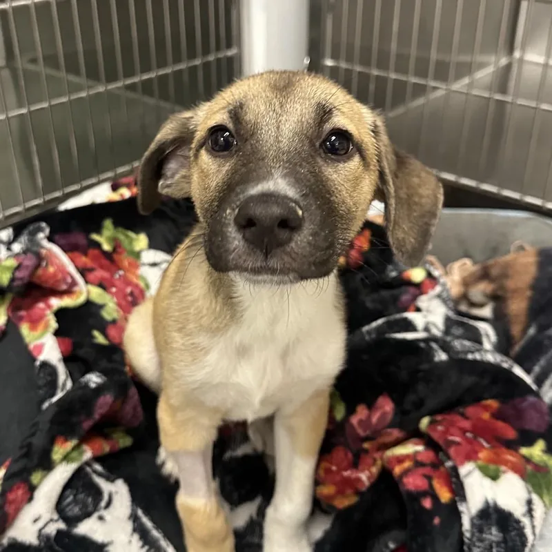 A baby small-sized male Yellow / Tan / Blond / Fawn German Shepherd Dog dog named Nikita A for adoption in Mission Hills, CA