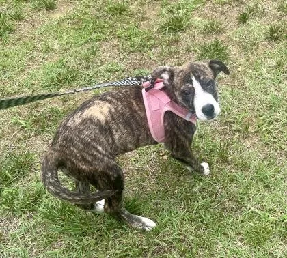 A baby medium-sized female Brindle Terrier dog named Rosa for adoption in Annapolis, MD