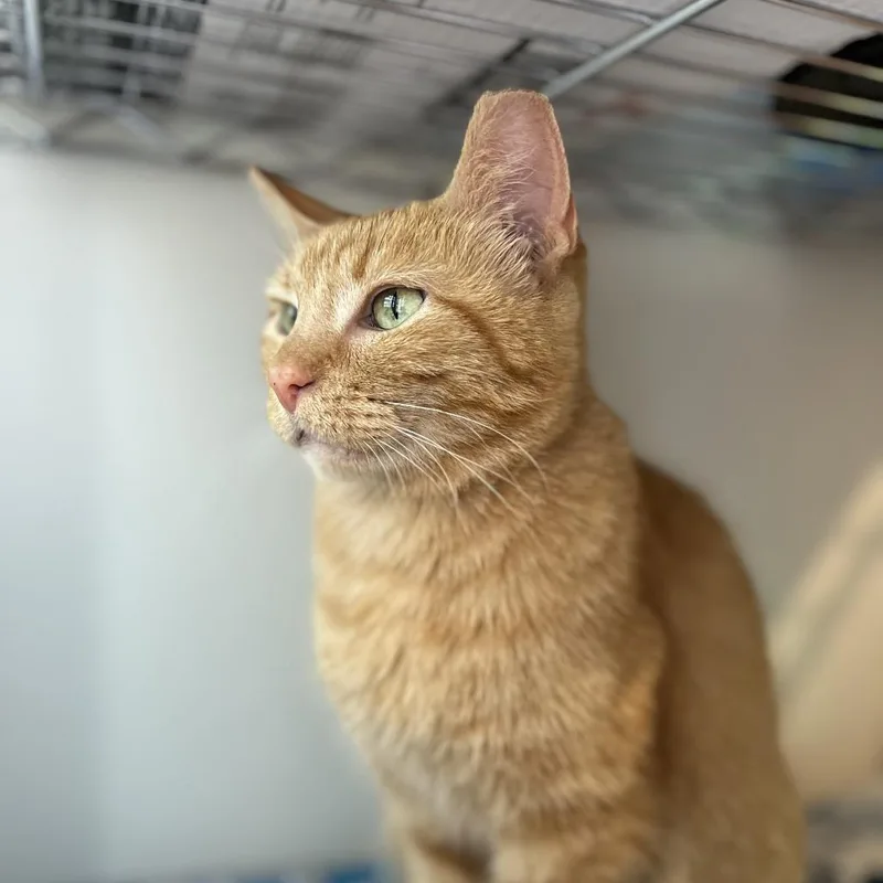 A senior small-sized female Orange / Red Domestic Short Hair cat named Quistis for adoption in St. Louis, MO