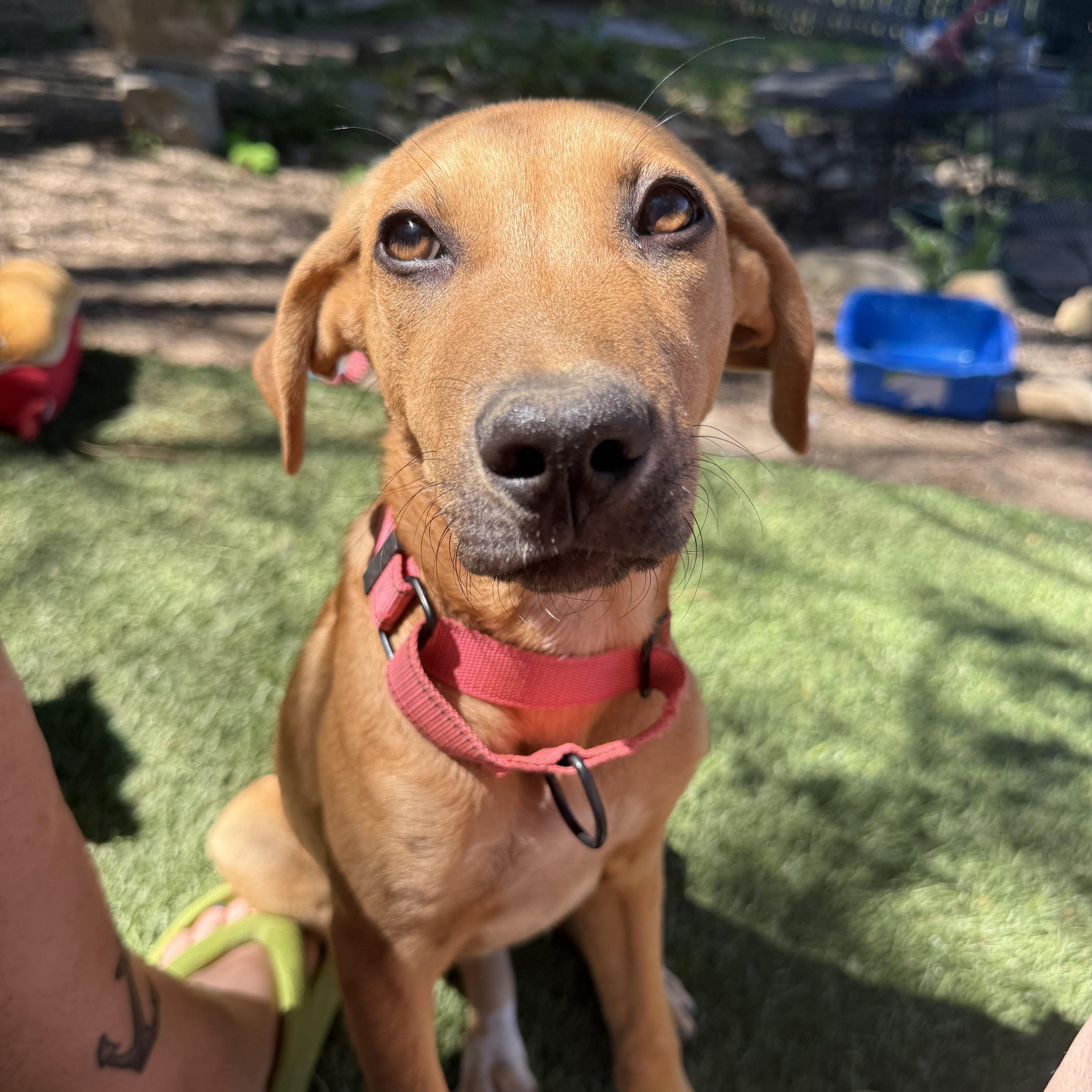 A young medium-sized female Hound dog named Rosita for adoption in Pleasant Valley, NY