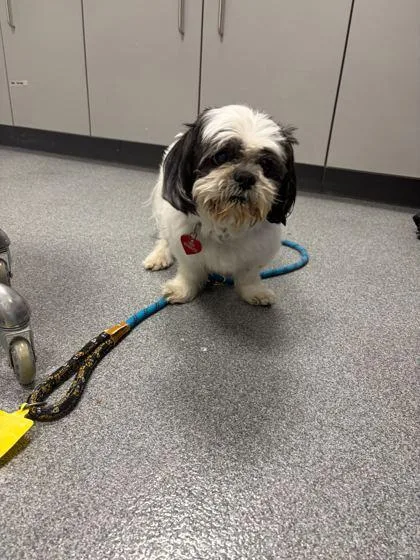A senior small-sized male Mixed Breed dog named Oreio for adoption in Sevierville, TN