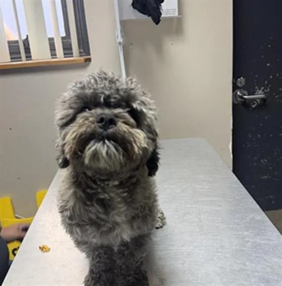 An adult small-sized male Maltese dog named Wilson for adoption in Redlands, CA