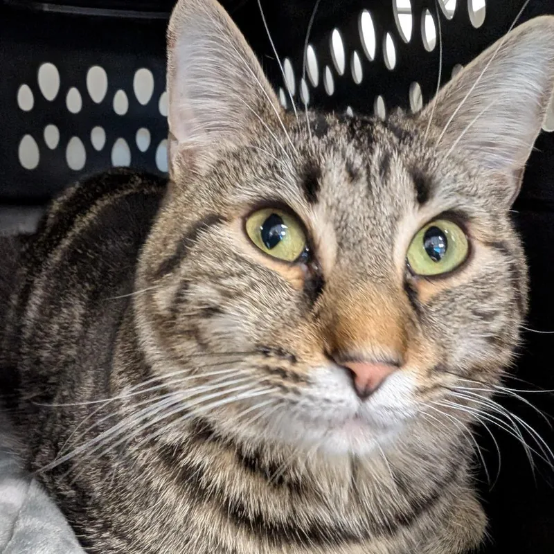 An adult medium-sized male Black Domestic Short Hair cat named Bonkers for adoption in Watertown, NY