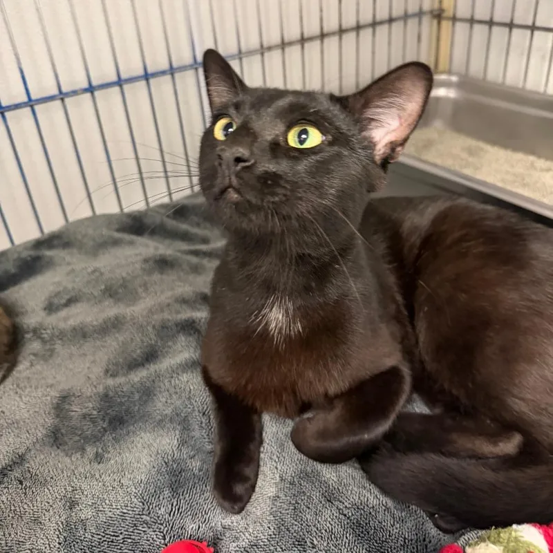 An adult large-sized male Domestic Short Hair cat named BeetleJuice for adoption in Blairsville, GA