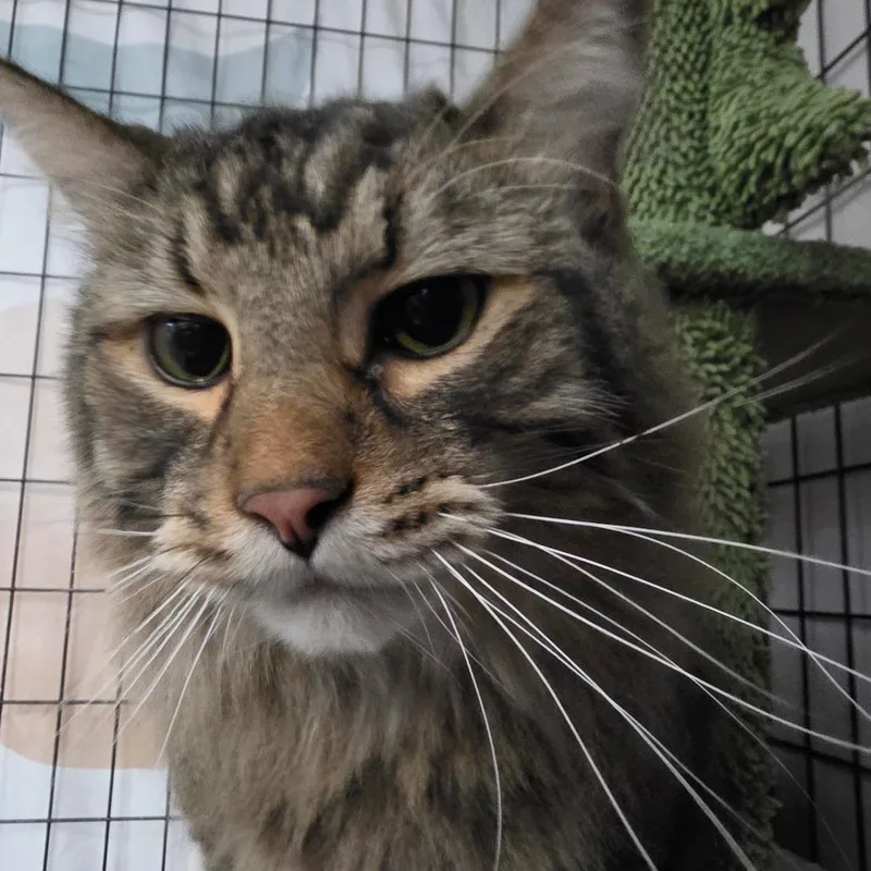 An adult large-sized male Black Domestic Long Hair cat named Leonardo for adoption in Bismarck, ND