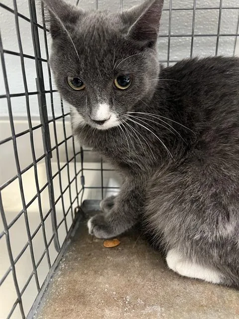 A baby small-sized female Domestic Short Hair cat named Gelnda for adoption in Las Vegas, NV