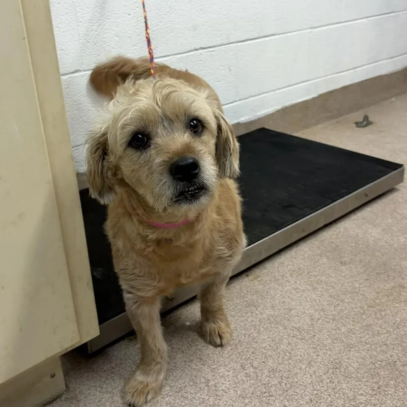 An adult medium-sized female Yellow / Tan / Blond / Fawn Mixed Breed dog named Molly for adoption in Ardmore, OK
