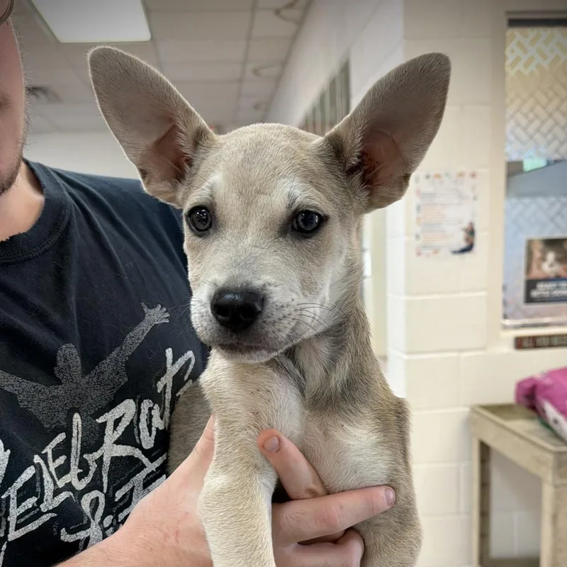 A baby small-sized male Gray / Blue / Silver Mixed Breed dog named Elvis for adoption in Ardmore, OK
