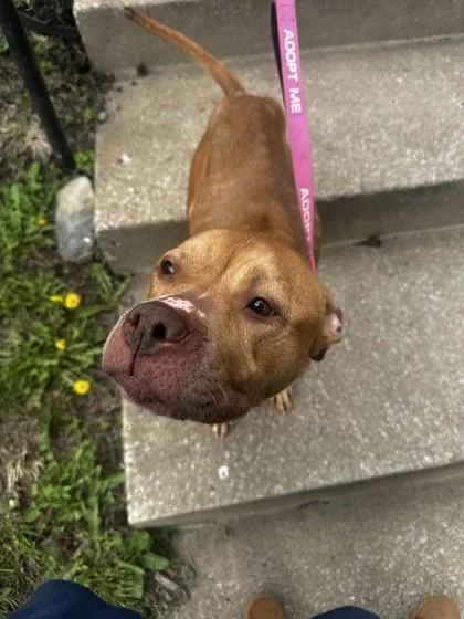 An adult large-sized female Yellow / Tan / Blond / Fawn Pit Bull Terrier dog named Maid Marian for adoption in Kansas City, MO