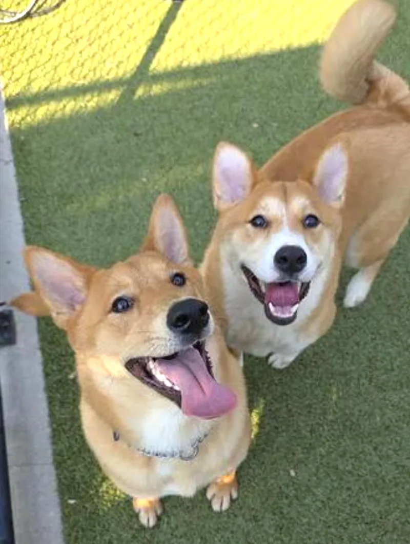 A baby large-sized male Shiba Inu dog named Koda and Sam for adoption in Amherst, MA