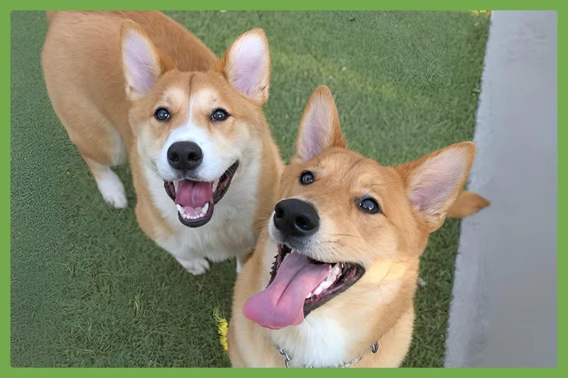 Koda and Sam thumbnail 4
