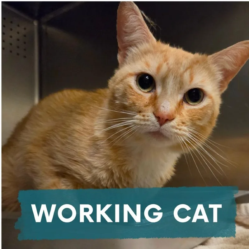 An adult large-sized male Orange / Red Domestic Short Hair cat named Ralph for adoption in Asheville, NC