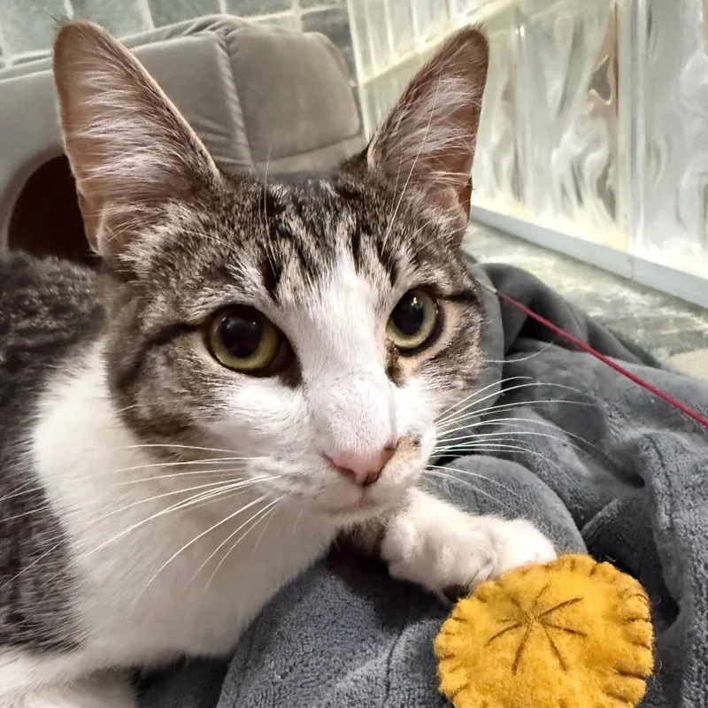 Charlotte thumbnail 2