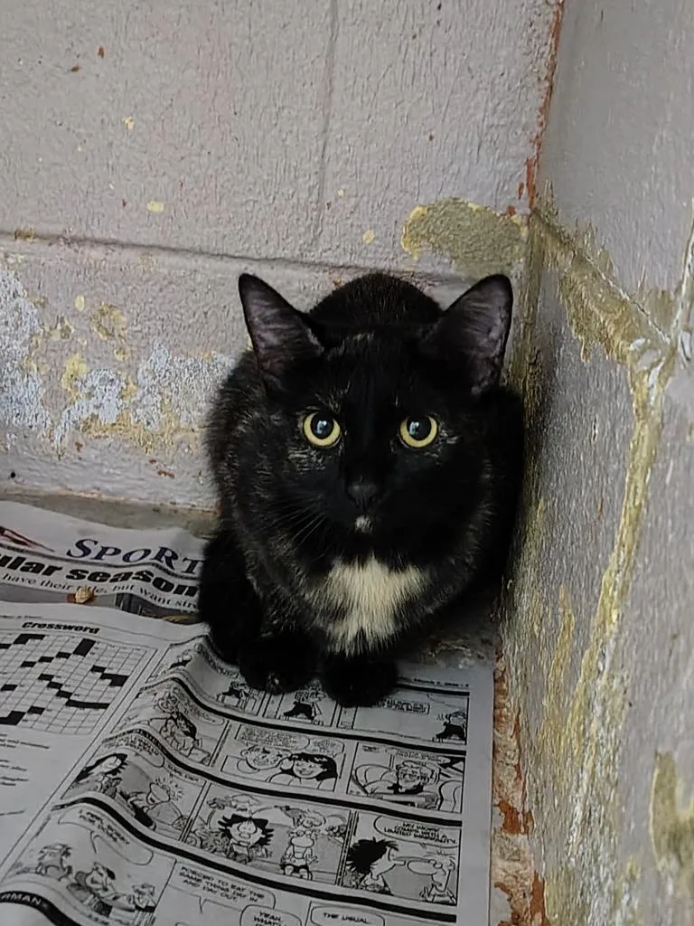 A young small-sized female Domestic Short Hair cat named Almond for adoption in Murray, KY