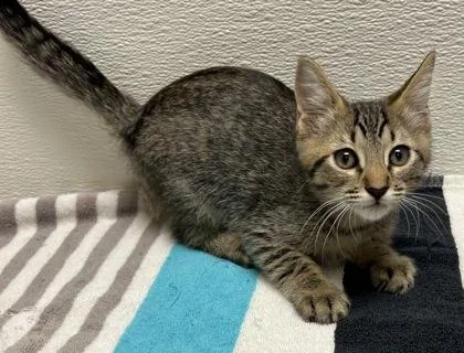 A young small-sized male Domestic Short Hair cat named Caspian for adoption in Phoenix, AZ
