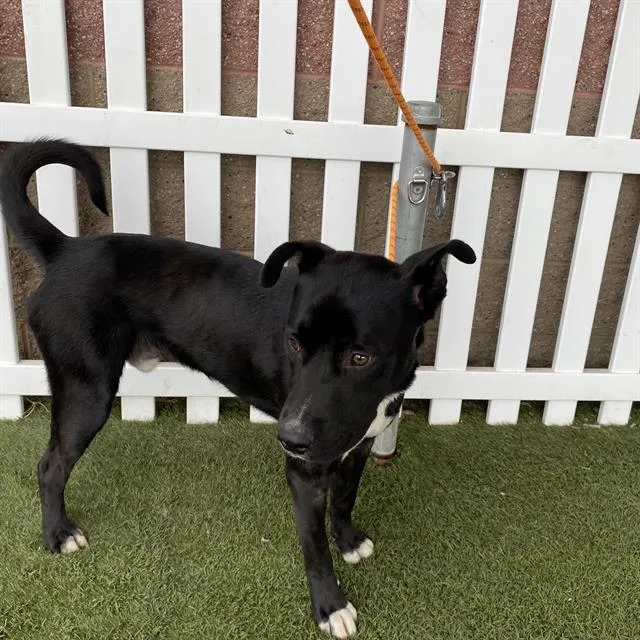 An adult large-sized male Pit Bull Terrier dog named A for adoption in Modesto, CA
