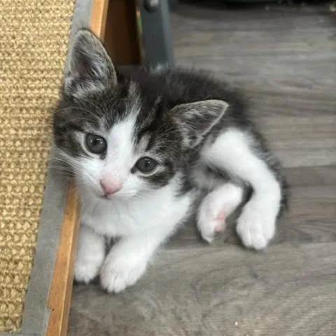 A baby small-sized female Domestic Short Hair cat named Rosalina for adoption in Archbold , OH
