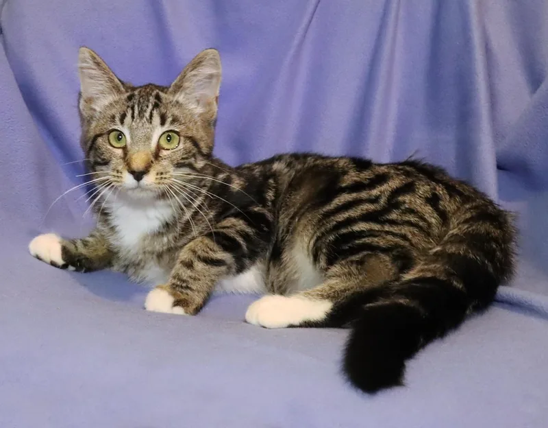 A baby medium-sized female Tabby cat named Clara for adoption in Euclid, OH