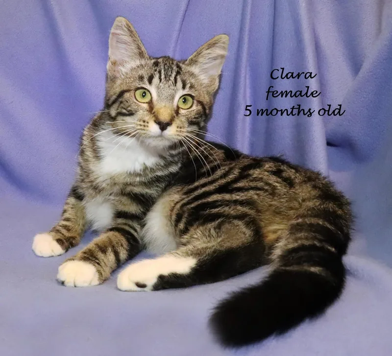 Clara thumbnail 6