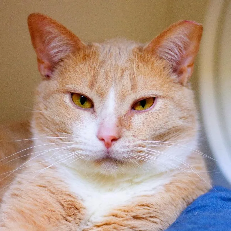 An adult medium-sized male Domestic Short Hair cat named Gingerbread Man for adoption in Cumming, GA