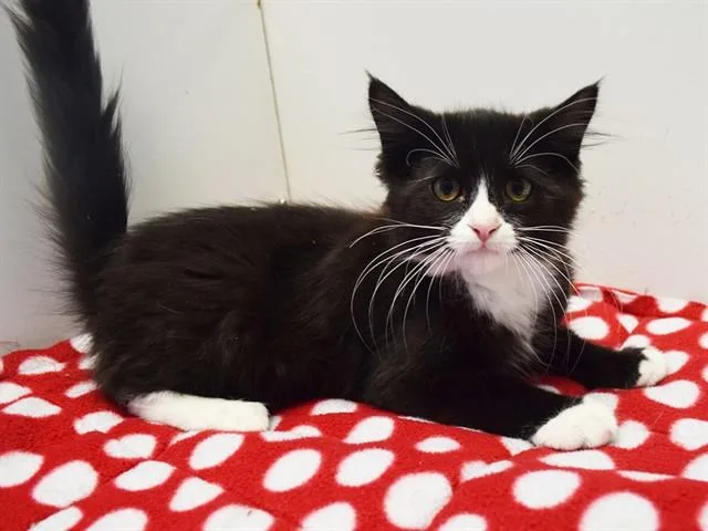A baby small-sized male Domestic Medium Hair cat named Pratt for adoption in Sacramento, CA