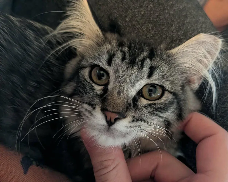 A young medium-sized female Domestic Long Hair cat named Zig Zag for adoption in Scottsdale, AZ