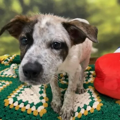 A baby medium-sized female Black Australian Shepherd dog named Felicia for adoption in Cumberland, RI