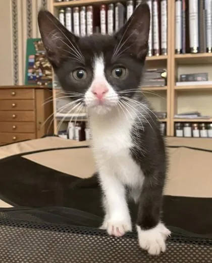 A young small-sized male Domestic Short Hair cat named Snowcap for adoption in Quakertown, PA