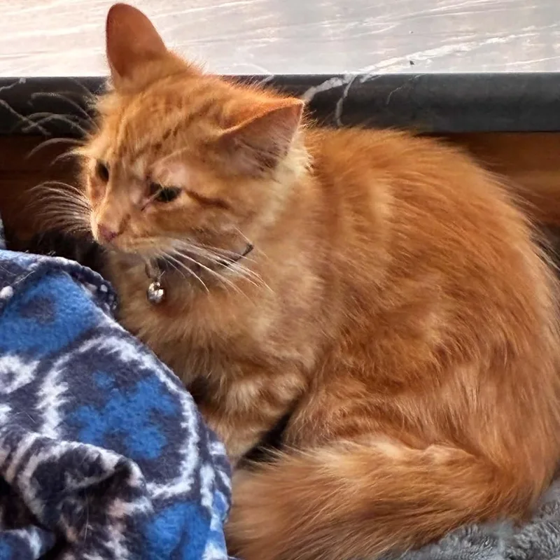 A baby medium-sized male Tabby (Orange / Red) Tabby cat named Ginger for adoption in Hawley, PA