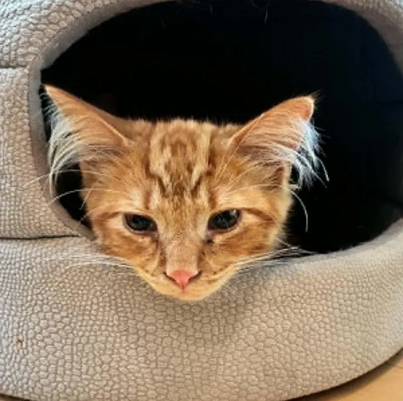 Ginger thumbnail 2