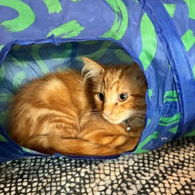 Ginger thumbnail 3