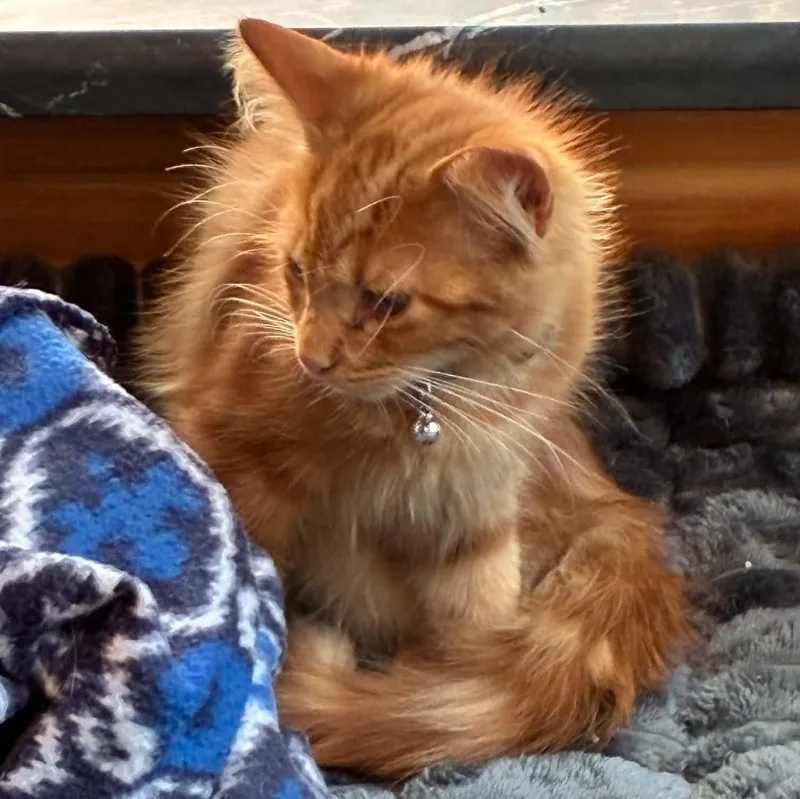 Ginger thumbnail 4