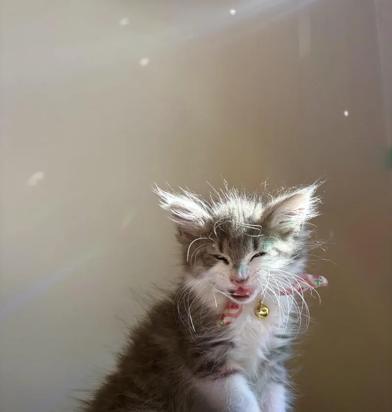 A baby small-sized female Tabby (Gray / Blue / Silver) Domestic Long Hair cat named Bijou for adoption in Philadelphia, PA