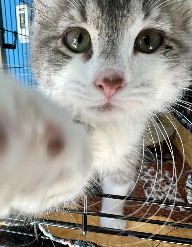 Bijou thumbnail 3