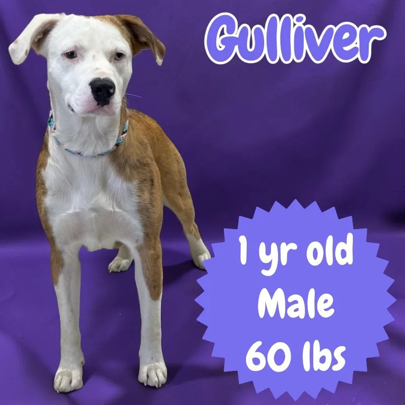 A young medium-sized male Catahoula Leopard Dog dog named Gulliver for adoption in Sorrento, LA