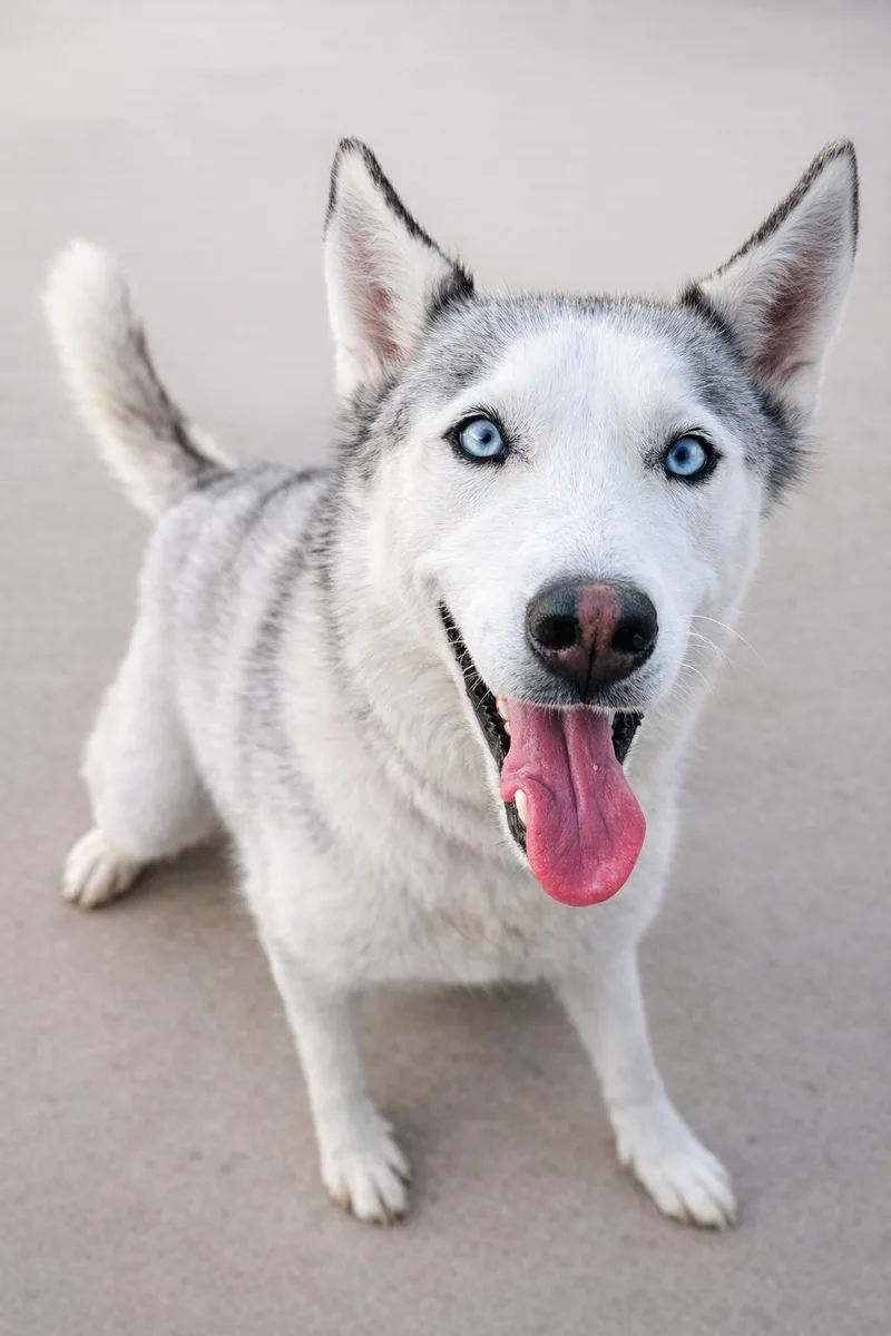 A young medium-sized female White / Cream Siberian Husky dog named Zoila for adoption in McAllen, TX