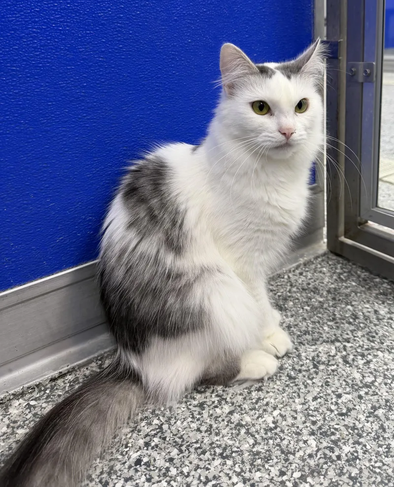 A young medium-sized female Domestic Medium Hair cat named Leila for adoption in Dunkirk, NY