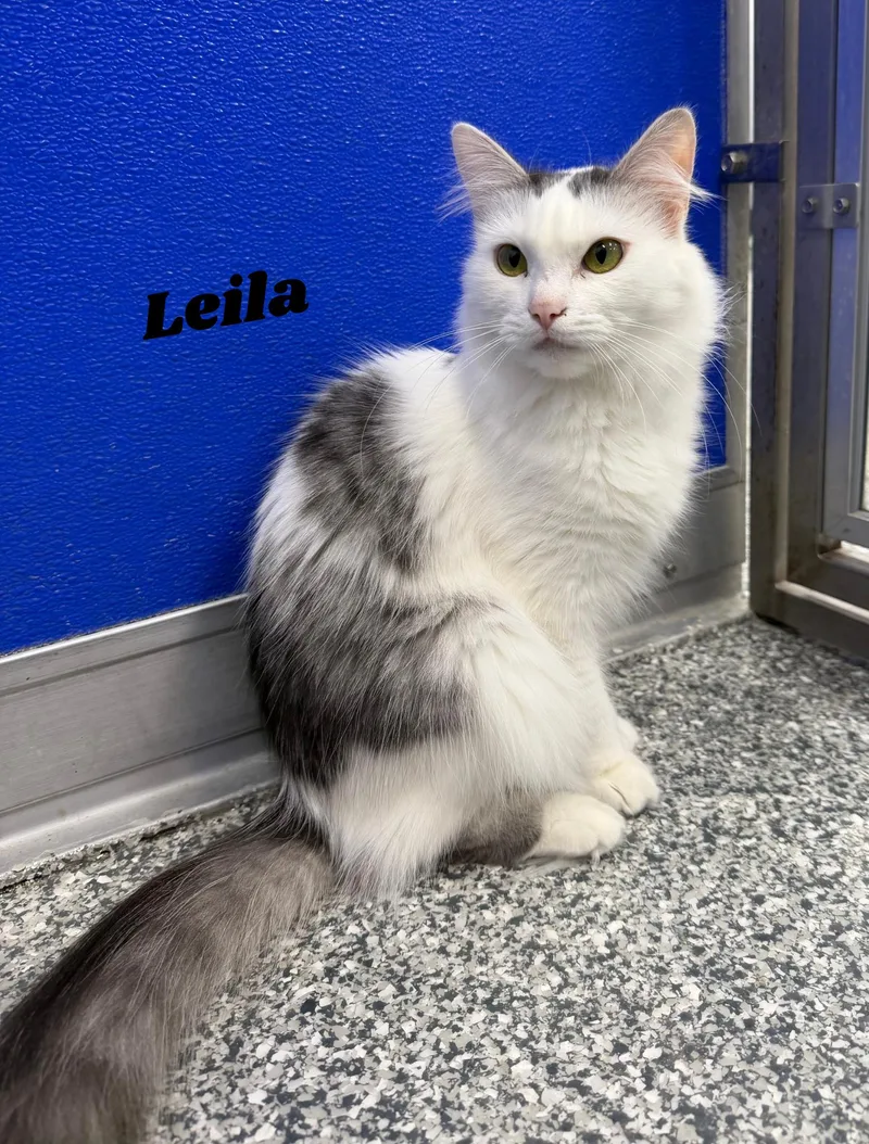 Leila thumbnail 2