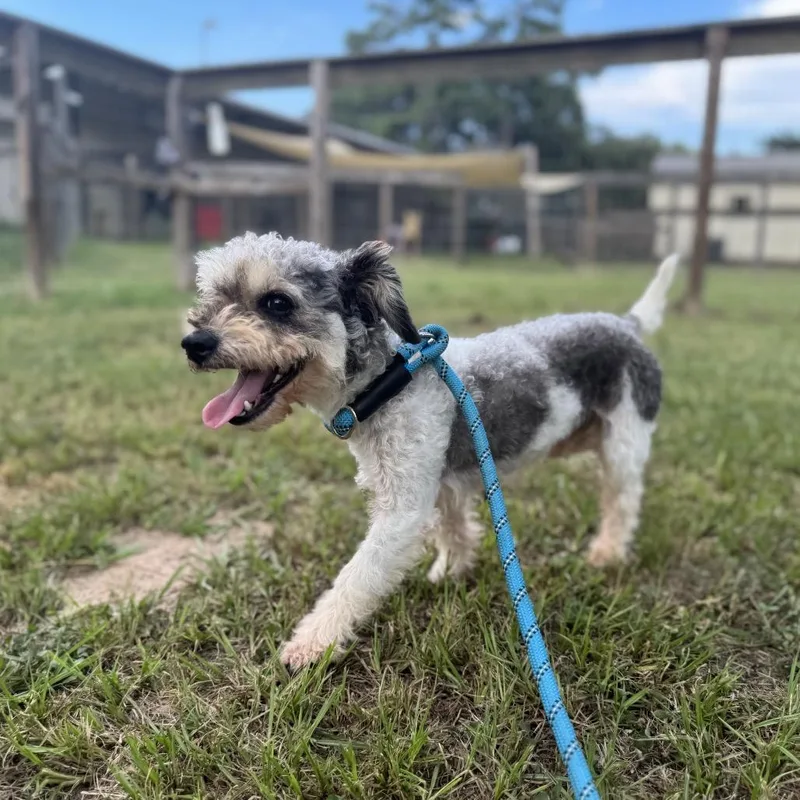 An adult small-sized male Gray / Blue / Silver Miniature Poodle dog named Branson James for adoption in Houston, TX