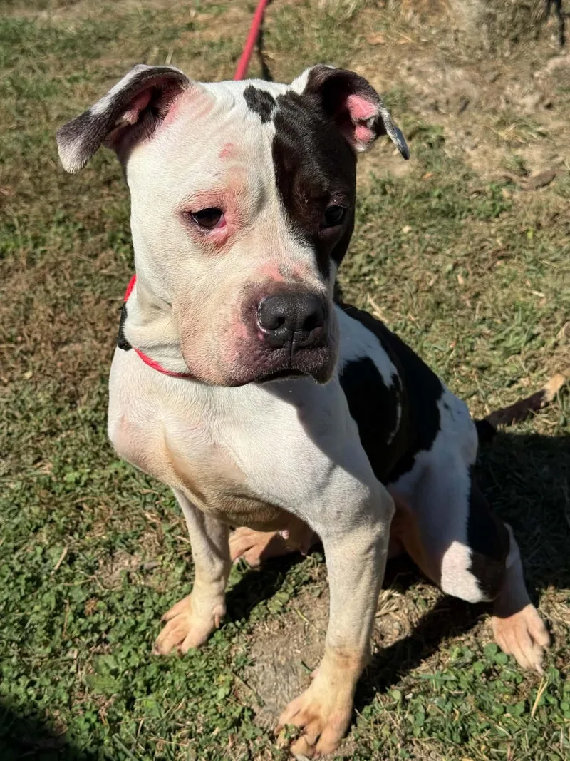 An adult medium-sized female White / Cream Pit Bull Terrier dog named Sugar for adoption in Springfield, IL