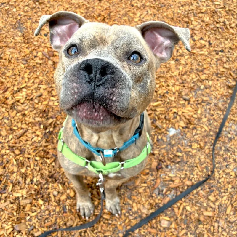 An adult medium-sized male Mixed Breed dog named Jeff for adoption in Jacksonville, FL