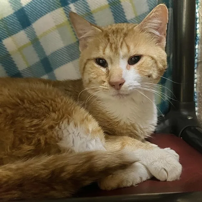 An adult medium-sized male Orange / Red Domestic Short Hair cat named Edward for adoption in Owosso, MI