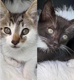 A baby small-sized male Tabby (Brown / Chocolate) Domestic Short Hair cat named Xerxes & Xavier for adoption in Encinitas, CA