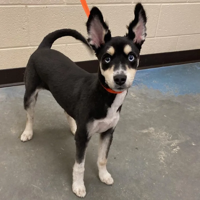 A young small-sized male Black Mixed Breed dog named Blitzen for adoption in Memphis, TN