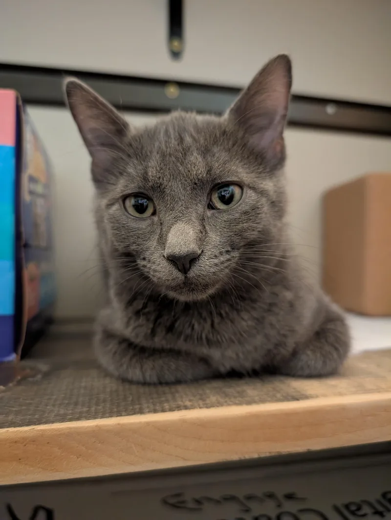 A baby small-sized female Domestic Short Hair cat named Ghost for adoption in St. Paul Park, MN